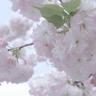 安阳福瑞交流群